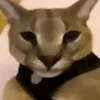 kiberblvlj4