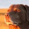 kowaultra