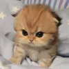 beavedovato