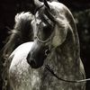 the_arab_horse_girl17