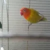 fatimaelb65