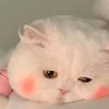 @tishamoni0088