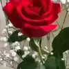 user7905150145453