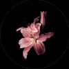 helge_010