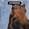 katotjeuhhhhhh