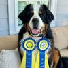 Riggie the Berner