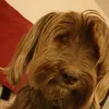 dominique_6427