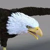eagellook