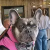 parisfrenchie1