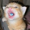 cattoastlover