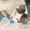 teresathomas401