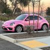 PurdyPinkBug