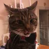 skuttthetabby