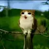 shocked_meowl