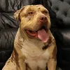 swalebullyz