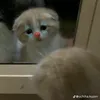 kotik._.s