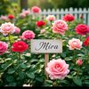 amira.mohamed.sha