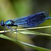 dragonfly5855