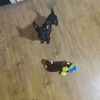 herculesthewonderpup