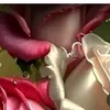 hhffugev