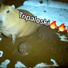 tripaloski0010