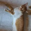Clarencio Gato sem botas