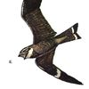 nighthawk.67