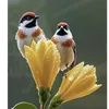 muhammed.awrahim