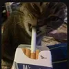 doninek2