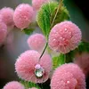 suhad_almindilawy
