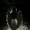 ultimate_01.0