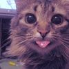 persikius