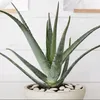 takoe_aloe