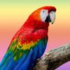 ayoub22110