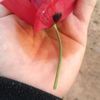 rose739062