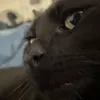 svarta_katt