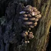 thedwelleronthethreshold