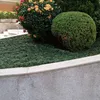 isacsouza9796