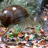 dieschneckenmaus