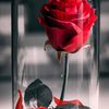 user6195308196120