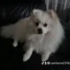 userleone23183