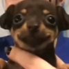 perro_feliz99