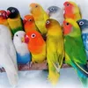 lovebirdmania12