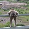 mahlephehlephe