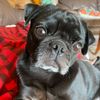 pierre.the.pug