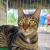 comot2269