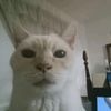ammar_mohhamed
