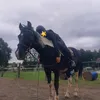 odzaeq