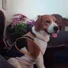 rocketo_replays