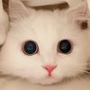 PetTime.all